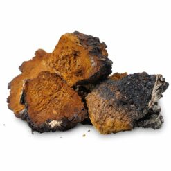 grzyby chaga