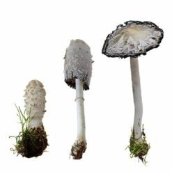 Coprinus comatus