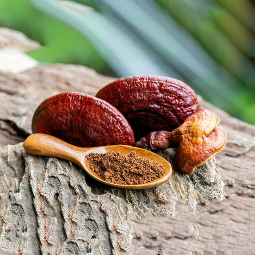 Reishi (Ganoderma lucidum)