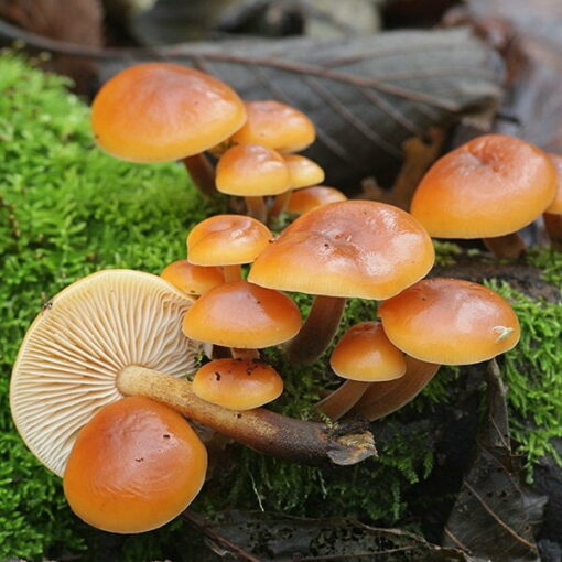 Flammulina velutipes