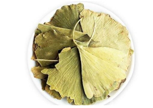Ginkgo biloba