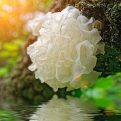 Tremella fuciformis, scrapie - мацерат