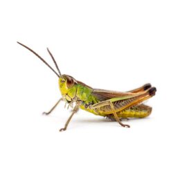 insekty do karm dla zwierząt