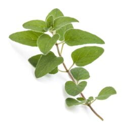النفط توابل