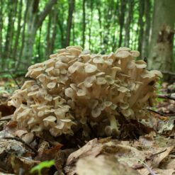 Polyporus umbellatus