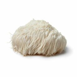 soplówka jeżowata – Lion’s Mane (Hericium erinaceus)