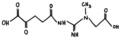 Creatine-alpha ketoglutarate